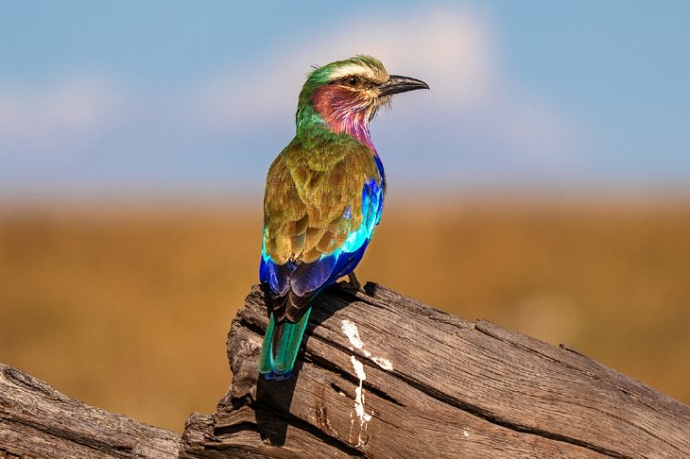 058 Masai Mara.jpg